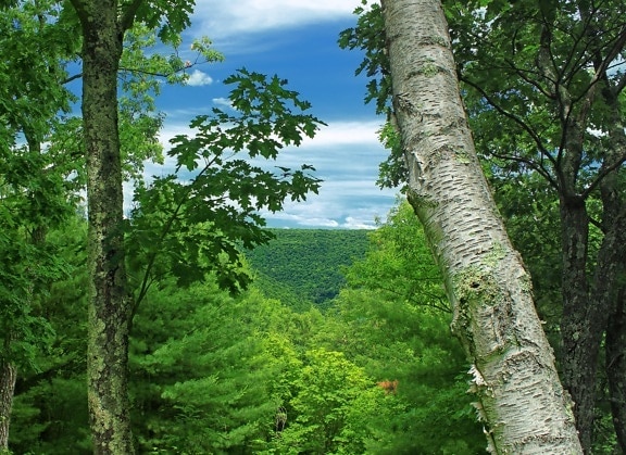 drevo, strom, prírody, krajiny, leaf, životné prostredie, leto