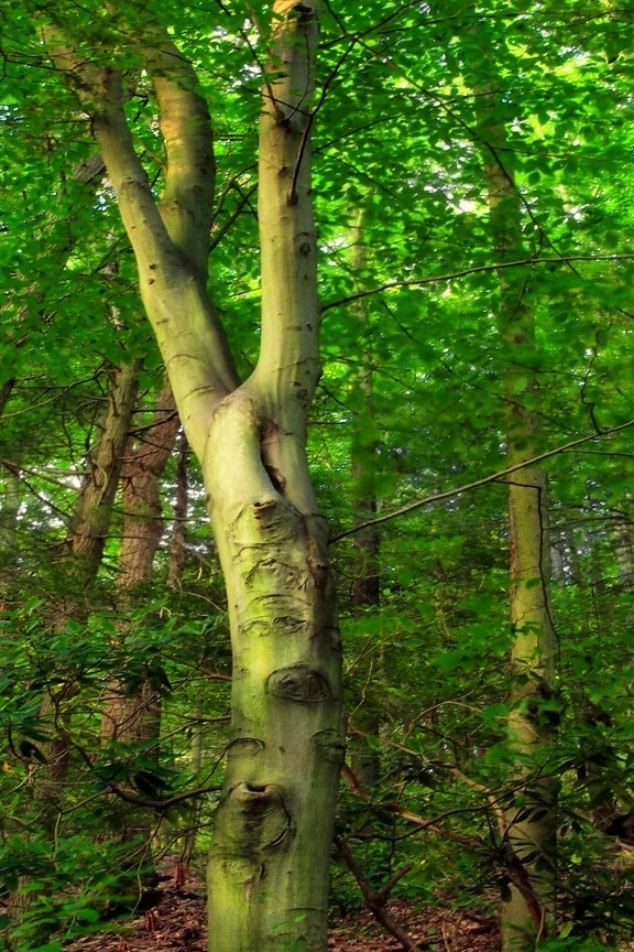 dřevo, strom, listy, příroda, krajina, Les, rostlina, topol