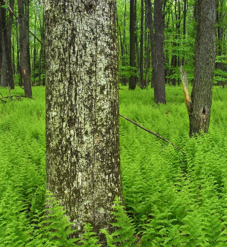 Free Picture Wood Tree Nature Landscape Bark Leaf Summer Forest