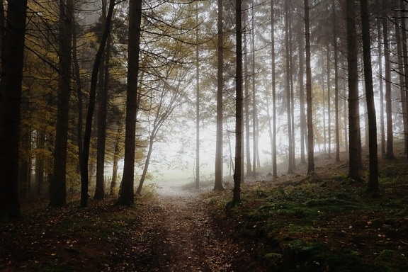 niebla, neblina, árbol, madera, paisaje, amanecer, hoja, naturaleza