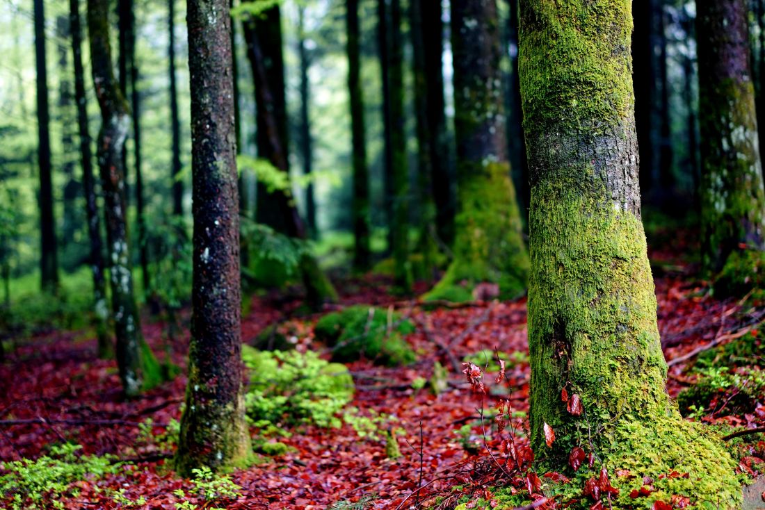 madeira, árvore, folha, natureza, musgo, paisagem, floresta, outono