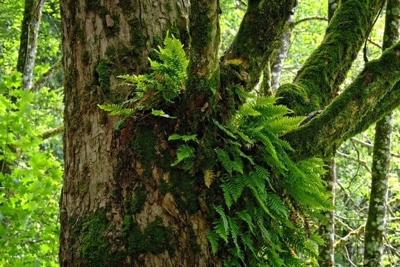 wood, tree, nature, leaf, environment, bark, flora, moss