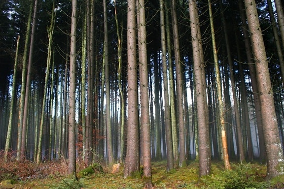 kayu, pohon, alam, daun, lanskap, lingkungan, birch, hutan