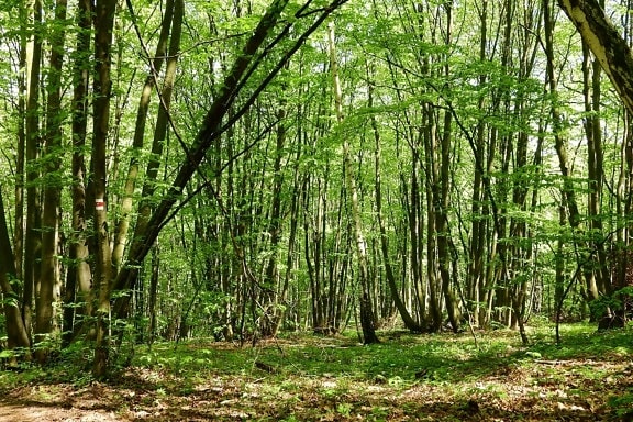kayu, alam, daun, pohon, lanskap, lingkungan, fajar, birch