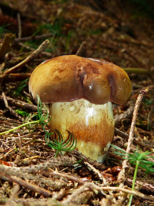fungo, cogumelo, natureza, madeira, organismo, floresta, outono