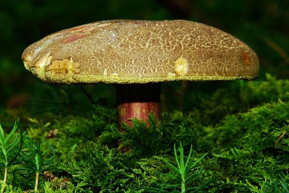 cogumelo, fungo, madeira, natureza, musgo, organismo