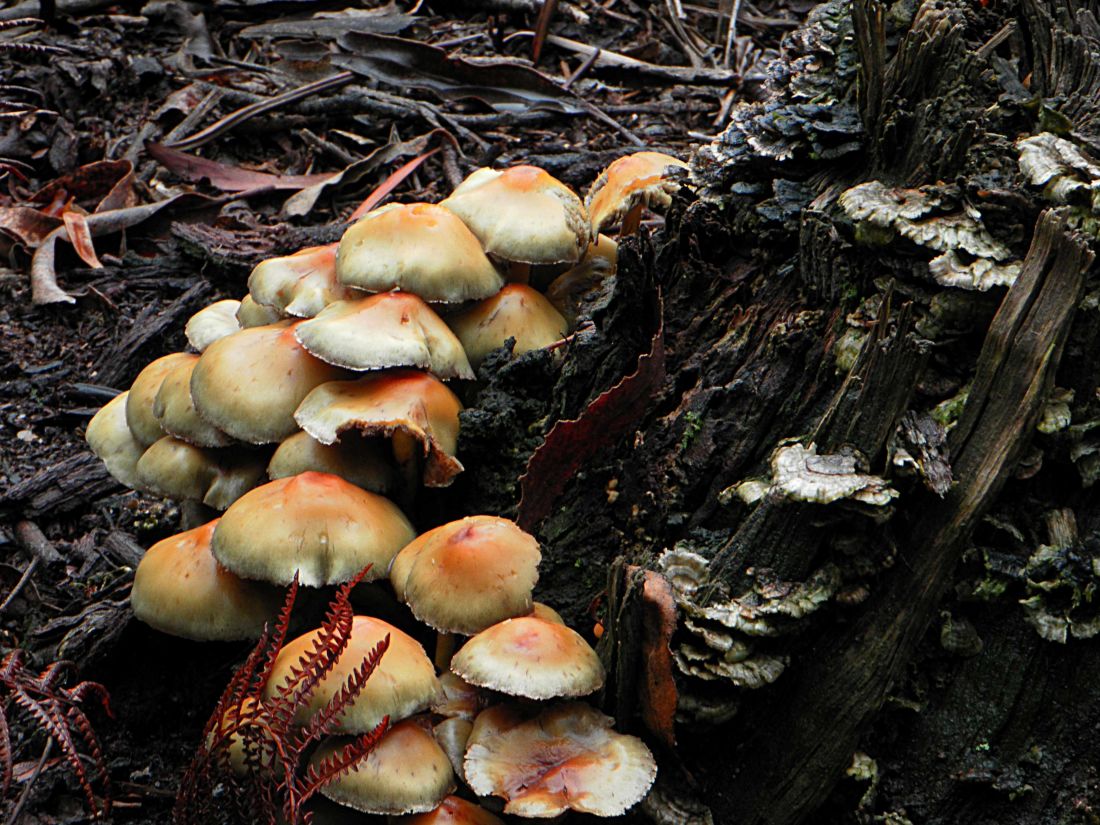 houby, houby, dřevo, příroda, mech, list, toxické, lesní