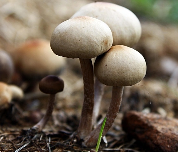 Mushroom, fungus, spore, natur, moss, gift, bakken