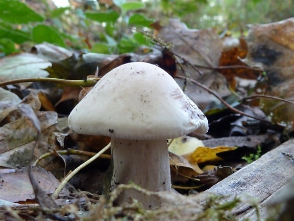 грибок гриб природи, дерева, токсичні, отрута, Лишайник, листя