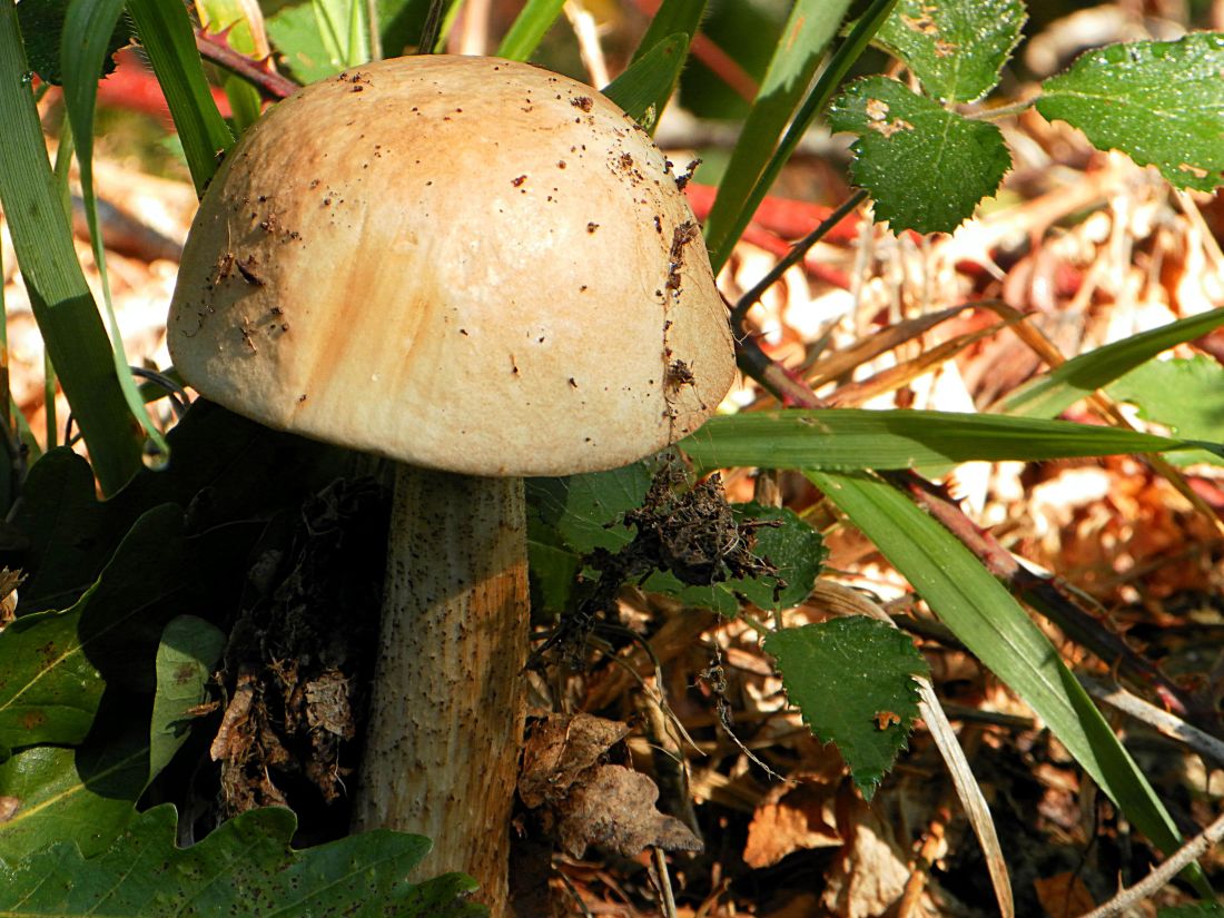 hongo seta, naturaleza, organismo madera, hojas,