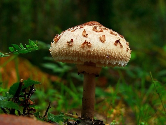 mushroom, fungus, wood, nature, grass, forest