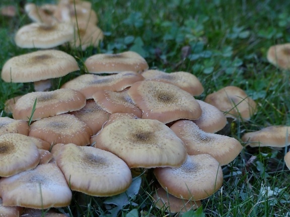 fungus, mushroom, nature, wood, organism, grass, moss