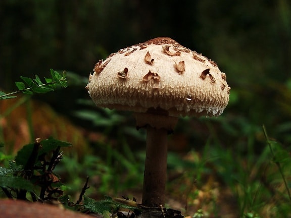 Гриб грибок деревини, природи, отрута, флора, spore, Лишайник