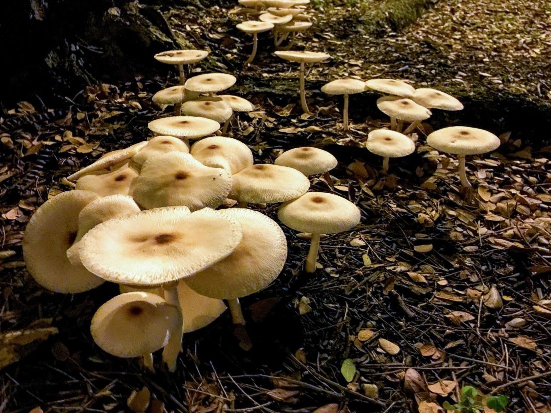 fungo, cogumelo, madeira, natureza, grama, solo, chão, tóxico