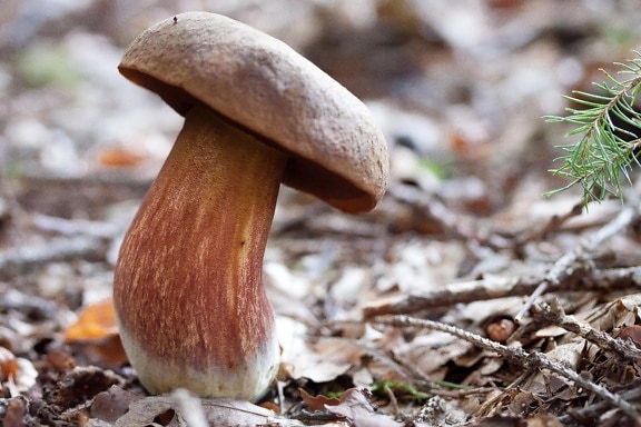 Природа грибок дерево, гриб, організм, ліс