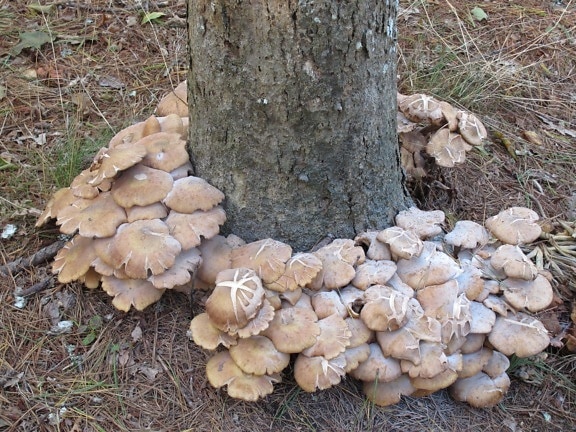 fungus, mushroom, wood, nature, tree, flora, environment