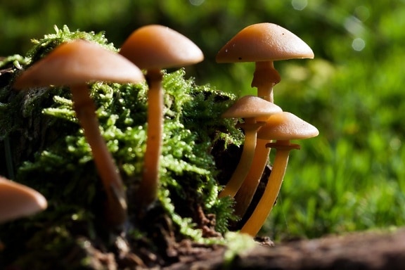 mushroom, fungus, wood, nature, moss, spore, forest