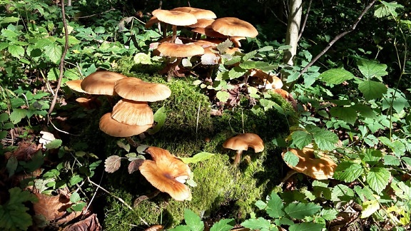 fungus, mushroom, wood, nature, leaf, moss, flora, poison