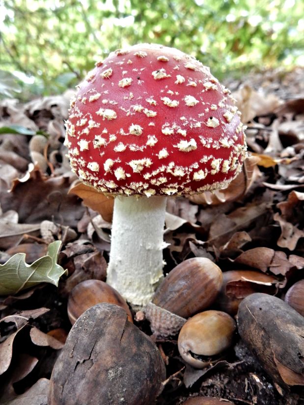 mushroom, fungus, nature, toxic, poison, wood, ground, organism