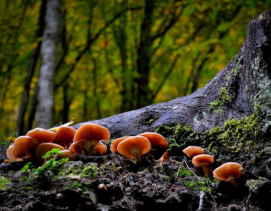 houby, houby, mech, dřevo, příroda, letní, strom, list