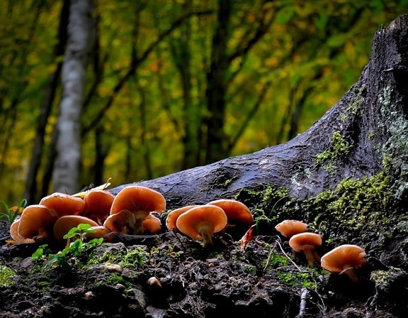 mushroom, fungus, moss, wood, nature, daylight, tree, leaf
