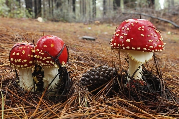 mushroom, fungus, nature, wood, poison, organism