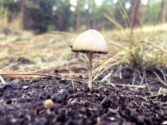 mushroom, fungus, nature, wood, soil, grass, flora, forest
