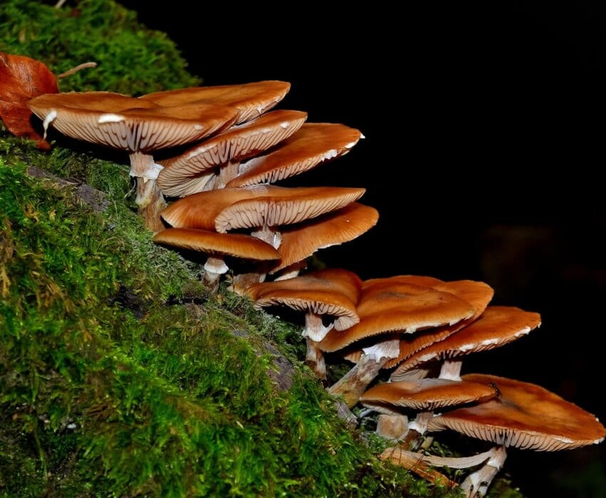 Spore fungus споровый гриб