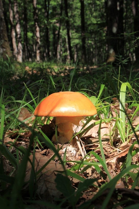 mushroom, fungus, wood, nature, leaf, organism, forest, autumn