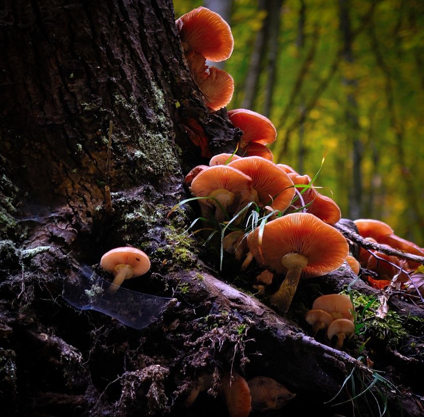 Free picture: fungus, mushroom, moss, nature, wood, poison, tree, wild