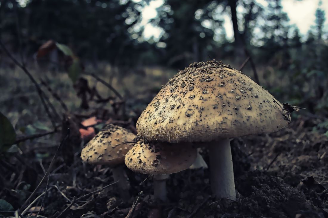 蘑菇, 真菌, 自然, 木头, 有机体, 森林
