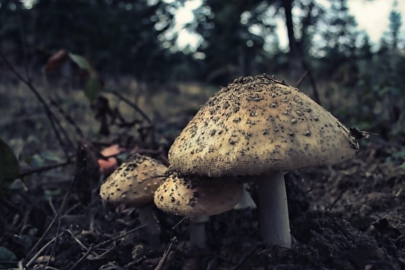 cogumelo, fungo, natureza, madeira, organismo, floresta
