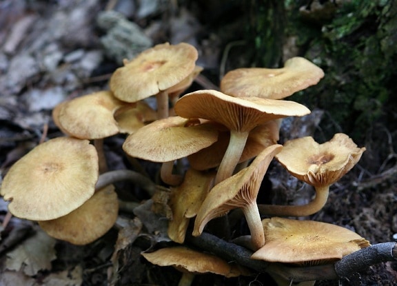 fungus, mushroom, wood, nature, poison, spore, toxic, flora