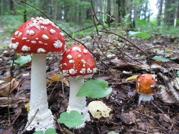 mushroom, fungus, poison, nature, toxic, wood, moss, wild