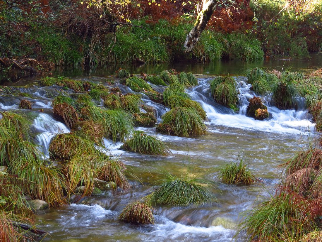 water, rivier, stroom, waterval, natuur, boom, hout, moss