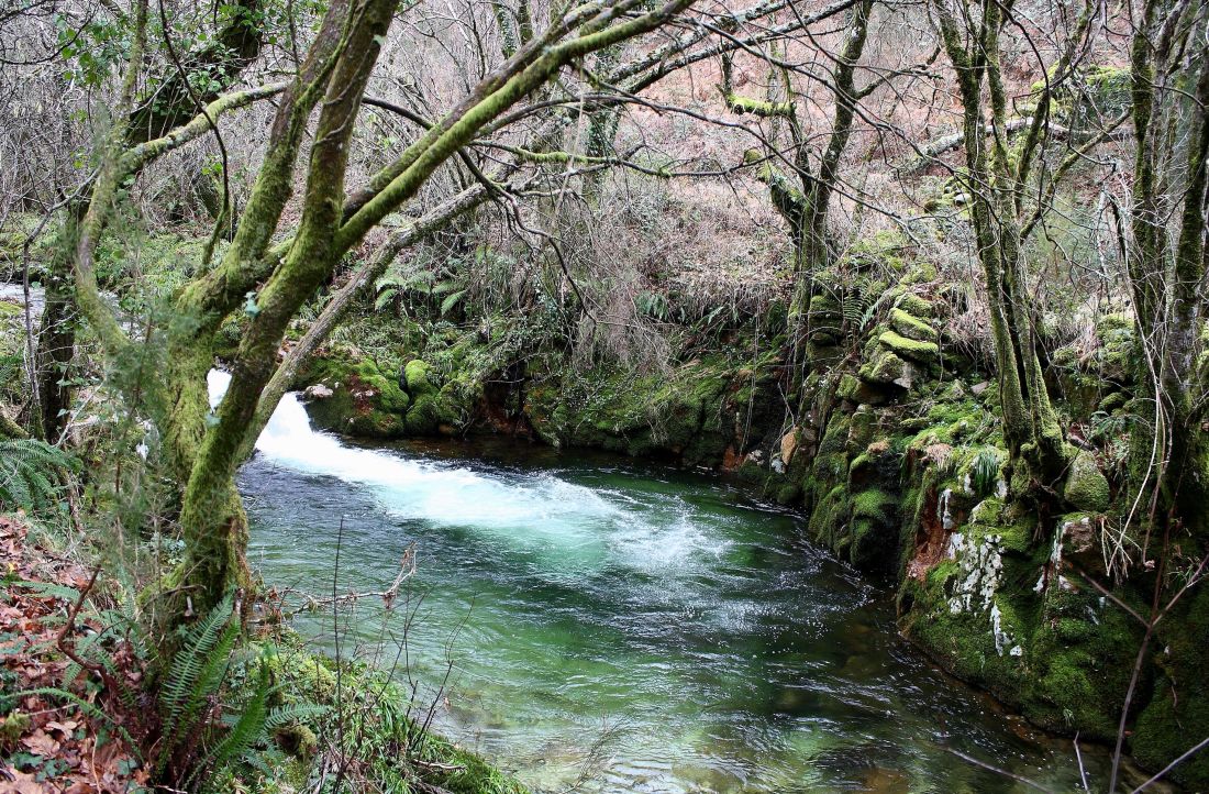 water, wood, nature, river, stream, landscape, tree, leaf