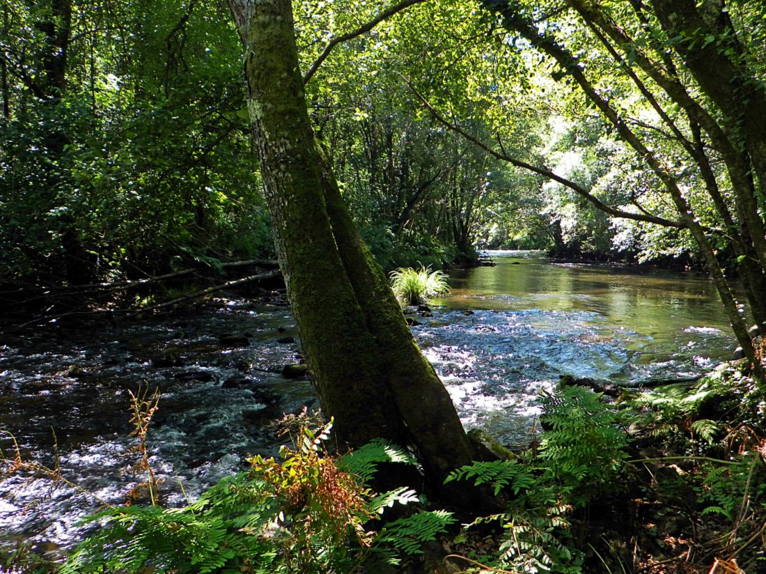 water, wood, landscape, river, nature, tree, leaf, stream