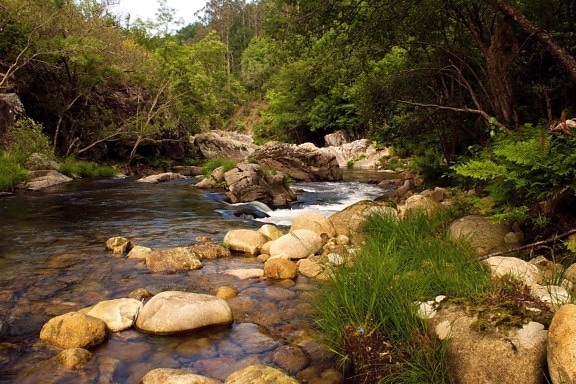 vand, floden, stream, natur, landskab, træ, skov, træ