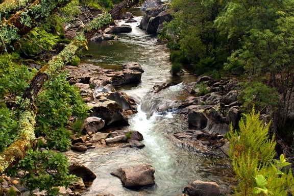 water, stream, river, waterfall, nature, wood, landscape