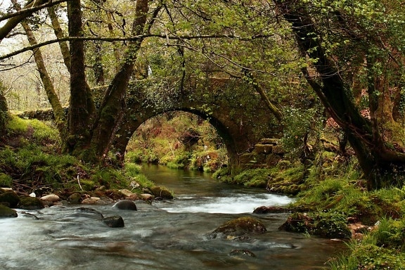 water, nature, wood, leaf, river, stream, landscape, tree