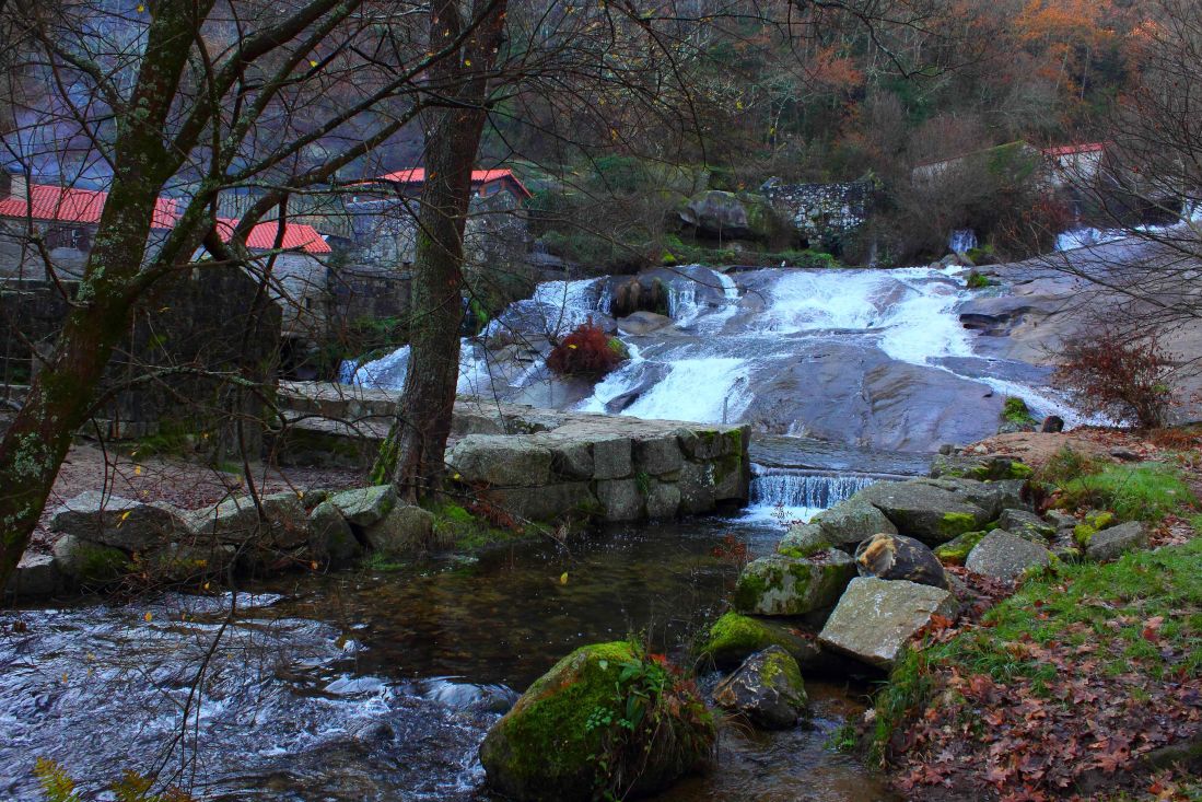 voda, rieky, stream, krajina, príroda, strom, Les, jeseň
