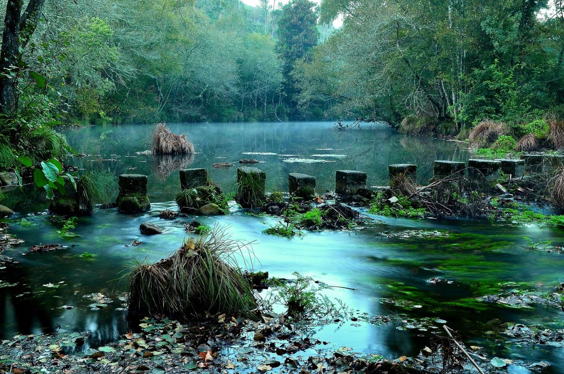 água, Rio, natureza, fluxo, madeira, árvore, paisagem rural,