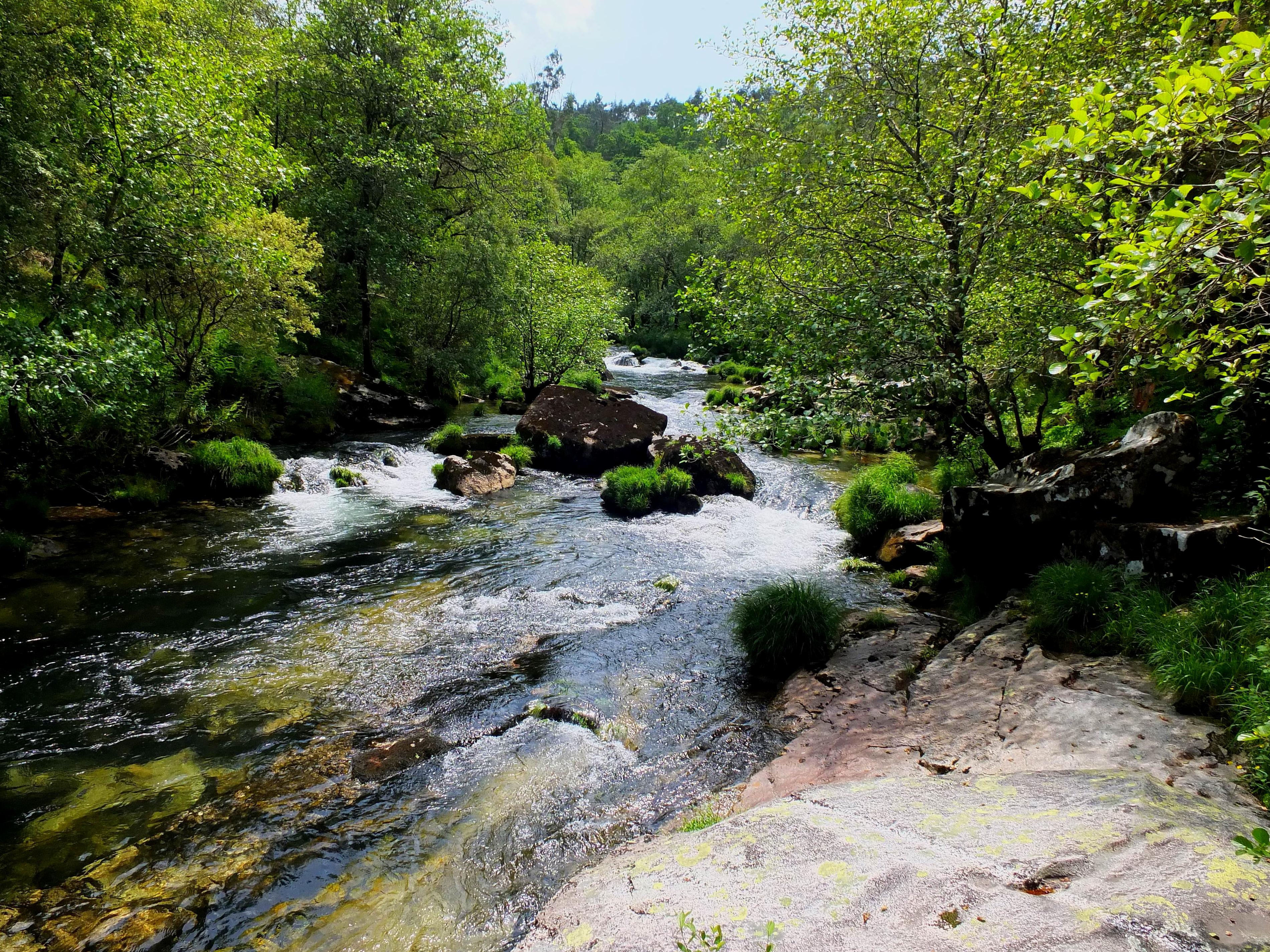 Hình ảnh miễn phí: nước, thiên nhiên, gỗ, sông, phong cảnh, suối, thác
