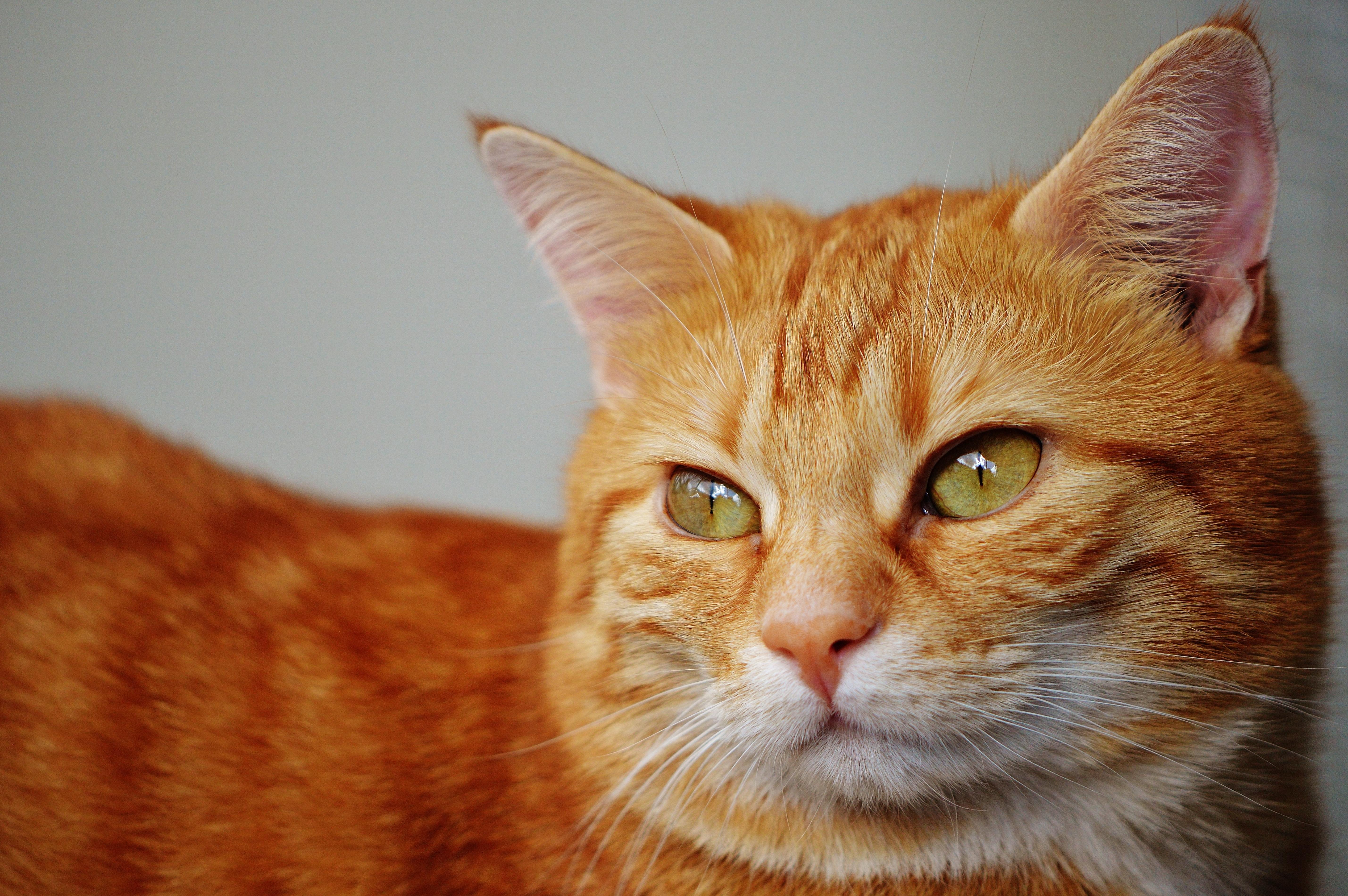 Американская жесткошёрстная кошка рыжия
