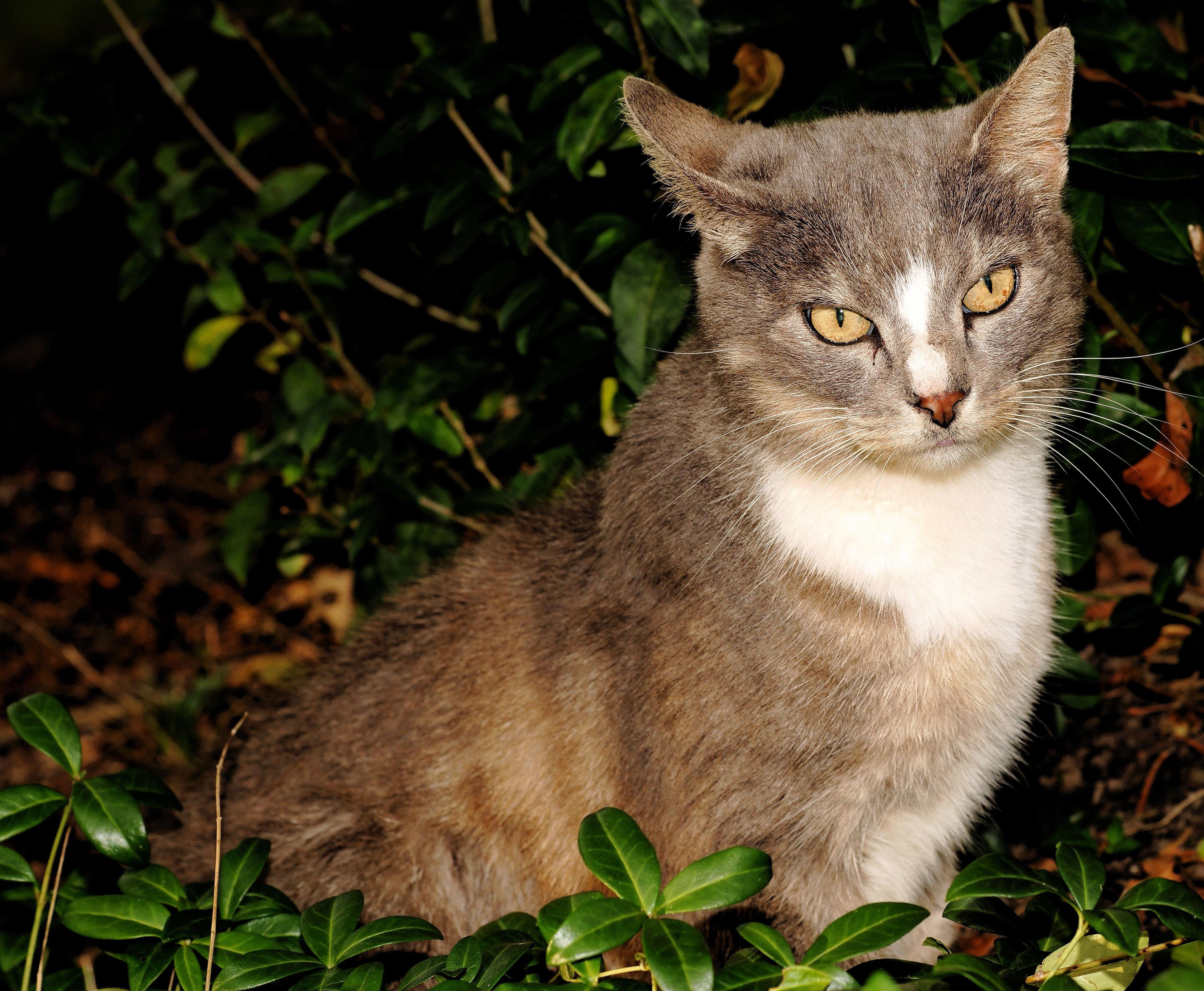 Gambar Gratis Kucing Lucu Mata Potret Anak Kucing Hewan Hewan