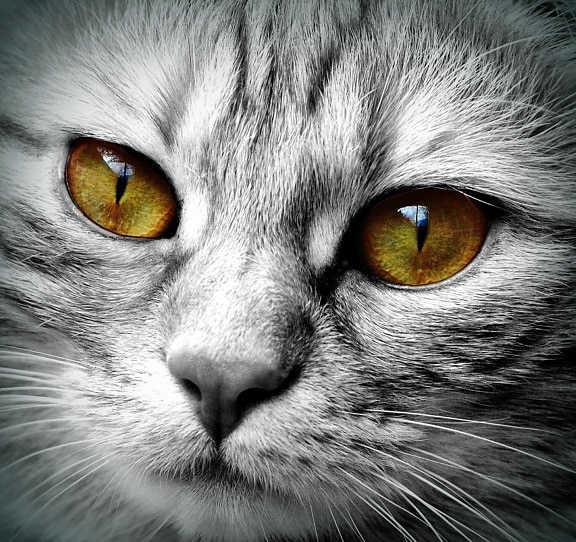 Cat, portrét, oko, zvíře, detail, pet, kožešiny, kotě, roztomilý, vlásek