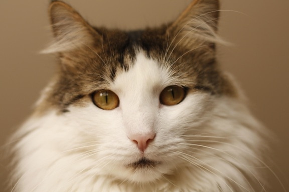 Cat, oko, roztomilý, portrét, čiči, kočkovitá šelma, domácí zvířata, kotě, kožešiny