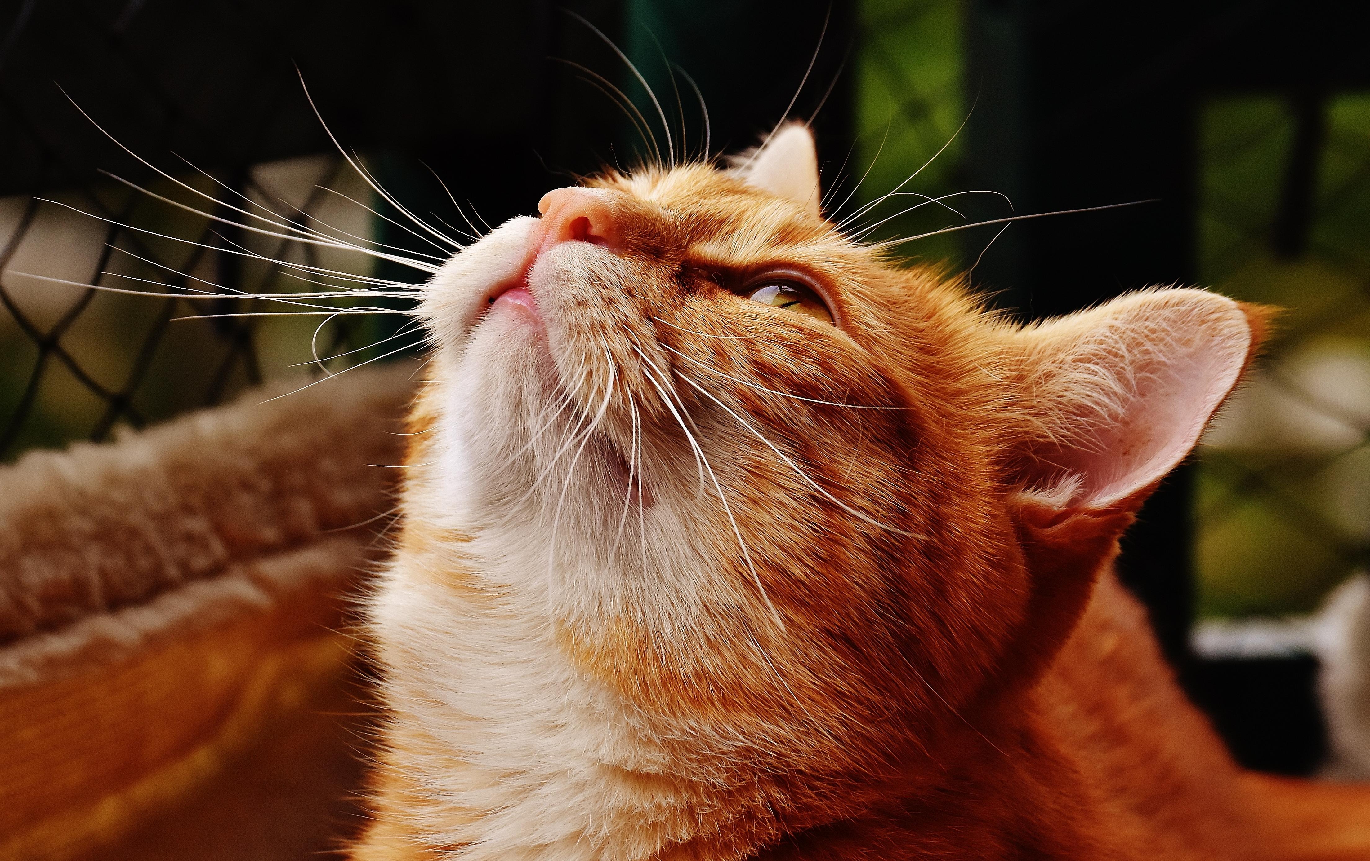 フリー写真画像 猫 動物 ペット かわいい 肖像画 ネコ科の動物 毛皮 ひげ キティ