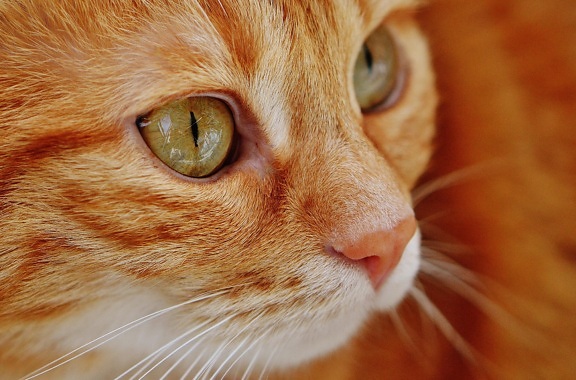 kissa, söpö, pet, muotokuva, silmä, eläinten, kitten, Turkista, kissan