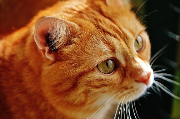 고양이, 귀여운, 초상화, 동물, 눈, 고양이, 애완 동물, 고양이, 키티